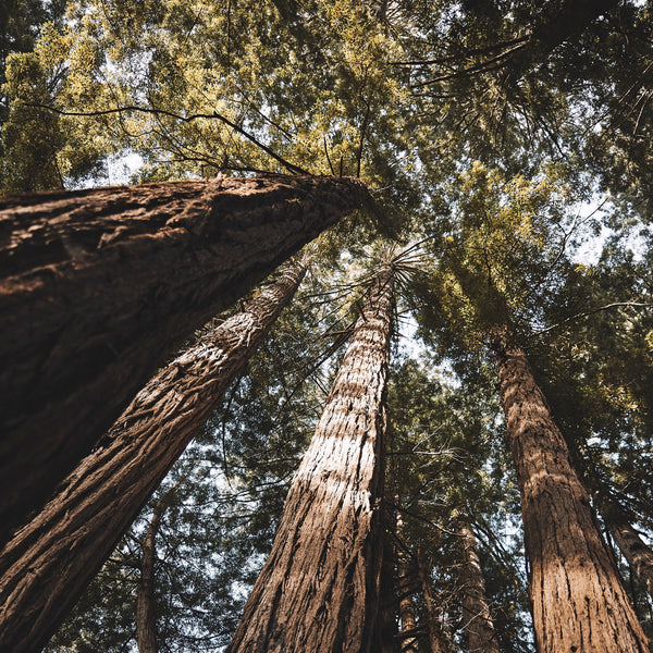 endless-forrest-nicklawrence-sunscreen